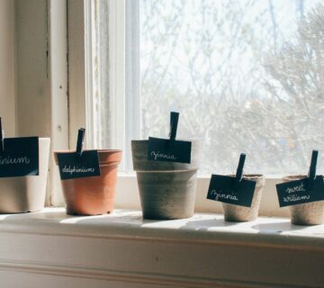 Flowers pots on window